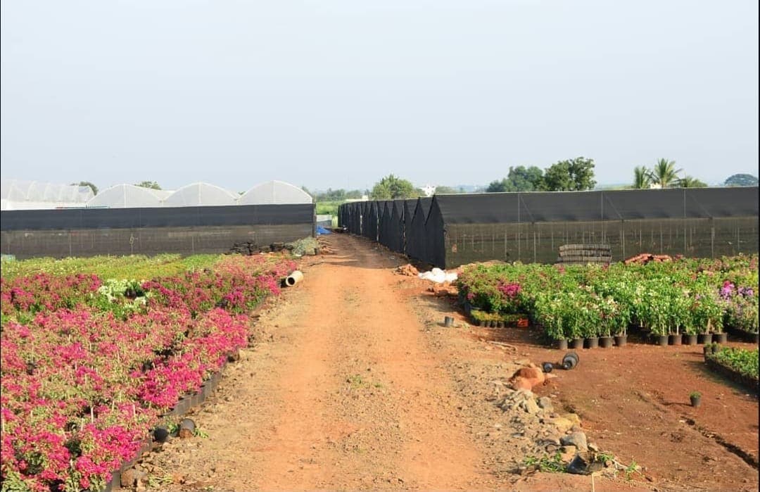 Balaji Rose Nursery